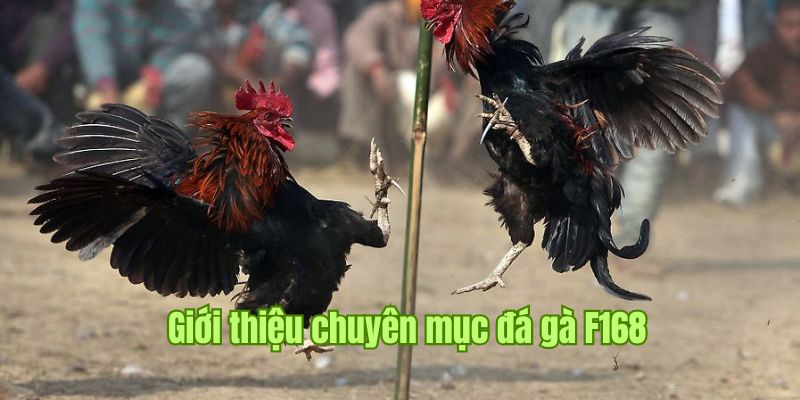 Sảnh cá cược đá gà chất lượng và chuyên nghiệp